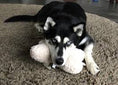 Load image into Gallery viewer, Faux Sheepskin Bone Squeaky Plush Dog Toy
