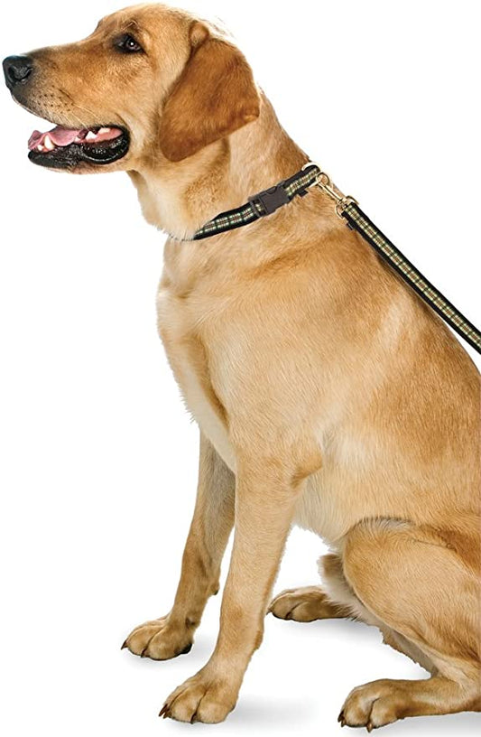 A dog is sitting on a leash, wearing a chic adjustable Martingale collar called Preppy Puppy Collar