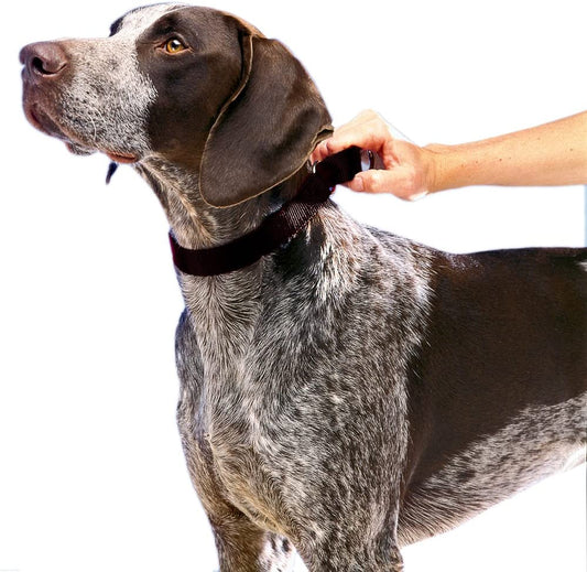 A person gently pets a dog wearing a black adjustable Martingale collar