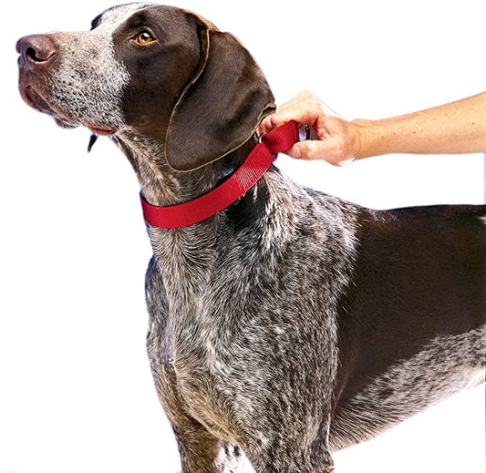 A hand grips a red leash attached to an adjustable Martingale collar, ready for a dog walk.