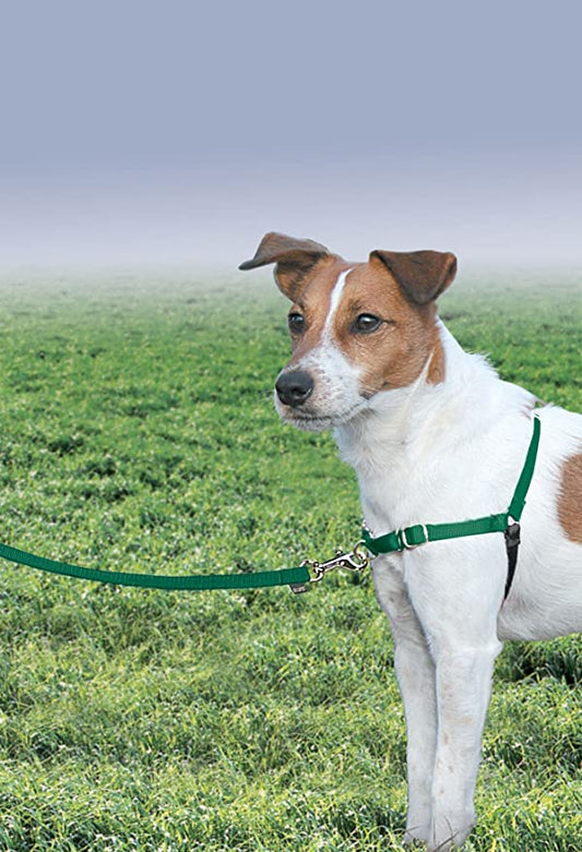 A leashed dog stands in a vibrant green field, gazing ahead with a curious expression.