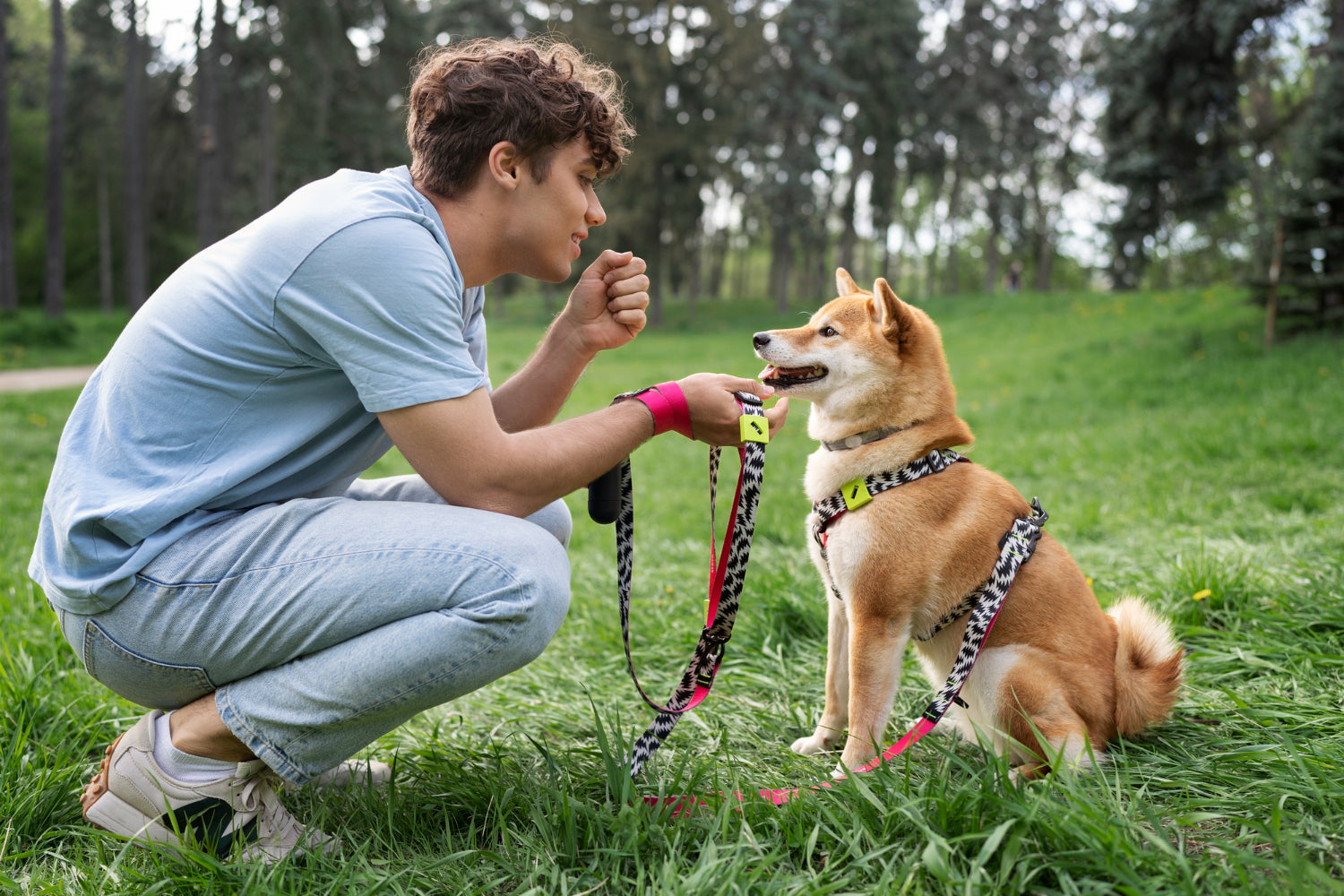 dog collars, harnesses and leashes