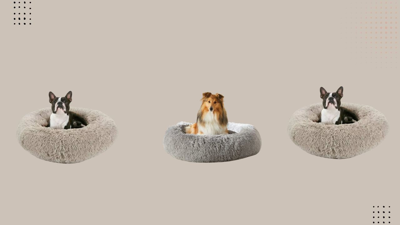 Why Do Most Dogs Feel More At Ease In Circular Beds Than Square Beds?