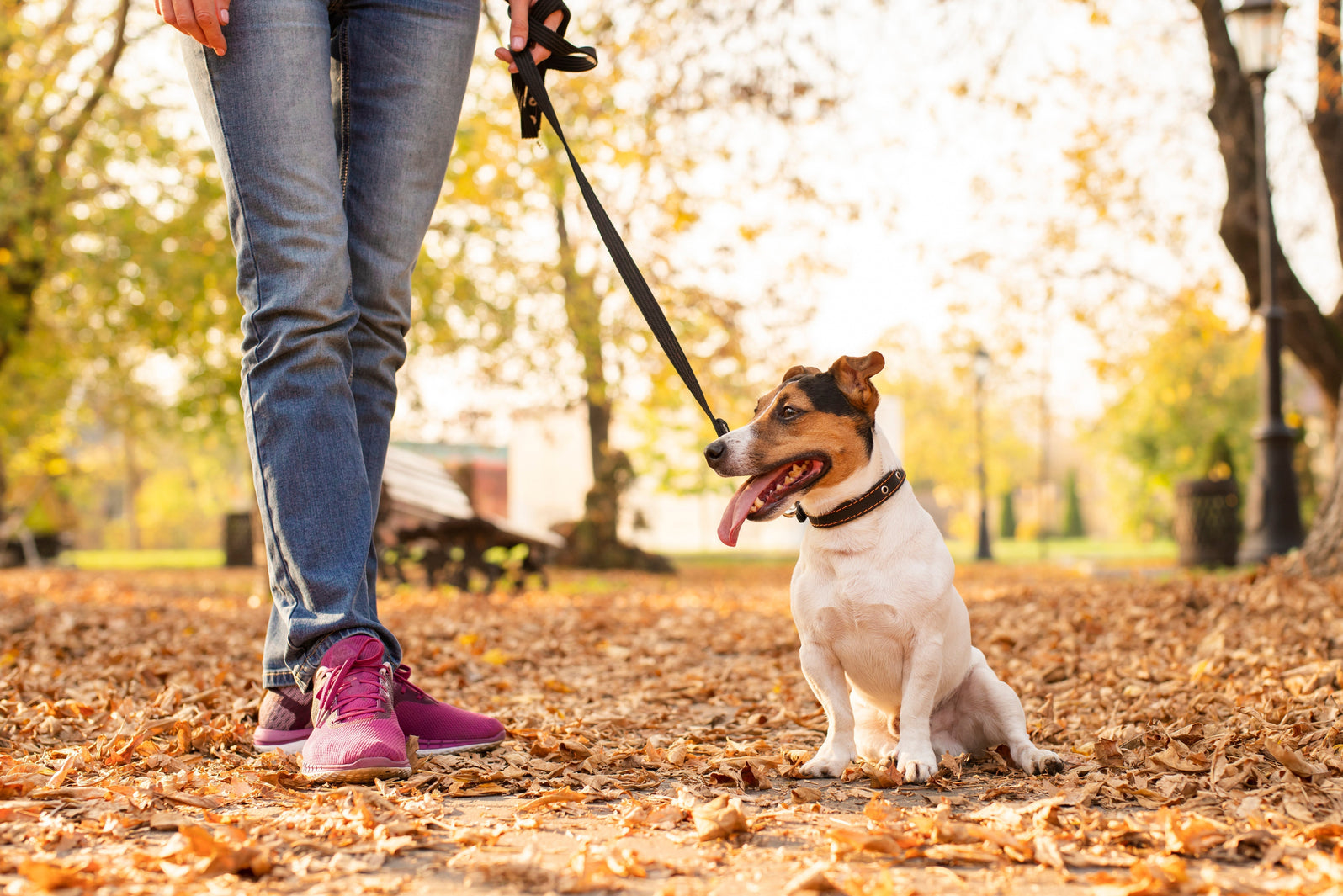 harness for dogs