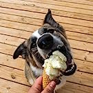 Dog Ice Cream Mix - Hoggin Dogs
