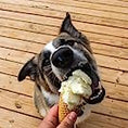 Load image into Gallery viewer, Dog Ice Cream Mix - Hoggin Dogs
