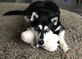 Load image into Gallery viewer, Sheepskin Bone Squeaky Plush Dog Toy
