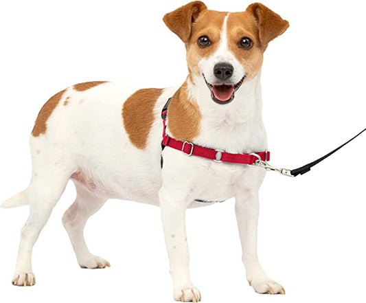 A dog in a red and black Premier Easy Walk harness stands against a white background.