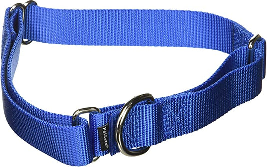 Royal blue nylon Martingale dog collar featuring a metal buckle, adjustable for a comfortable fit