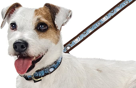 A dog wearing a white collar and a blue Ring A Ding leash stands attentively.