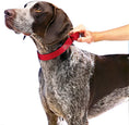 Load image into Gallery viewer, A hand grips a red leash attached to an adjustable Martingale collar, ready for a dog walk.
