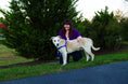 Load image into Gallery viewer, Easy Walk Dog Harness, No Pull Dog Harness/Royal Blue
