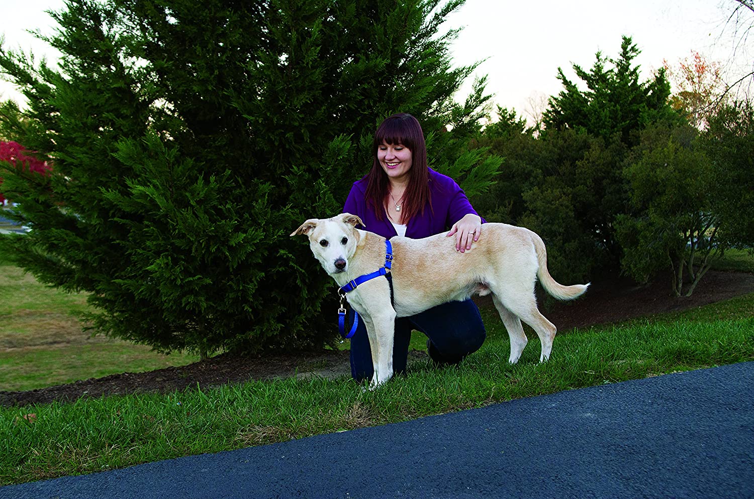 Easy Walk Dog Harness, No Pull Dog Harness/Royal Blue